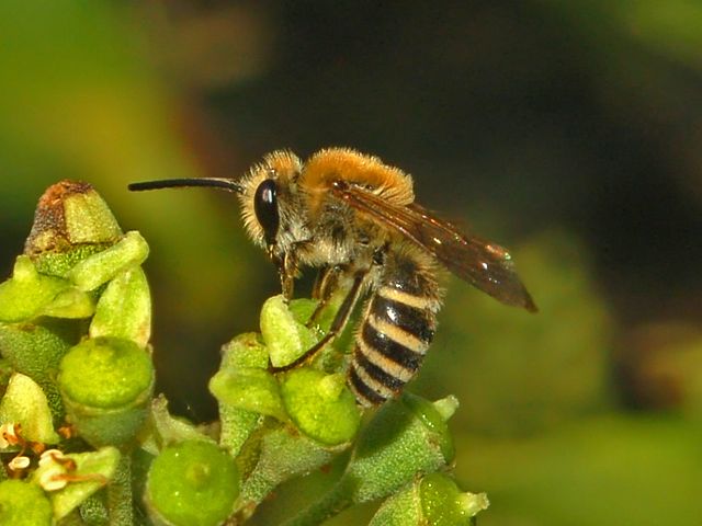 Ivy bee seen at Woods Mill